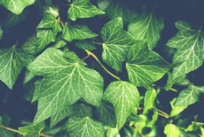 Nature jigsaw puzzle