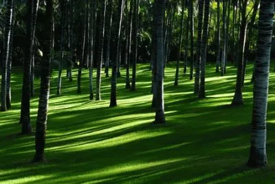 Nature