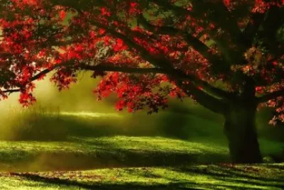 Nature