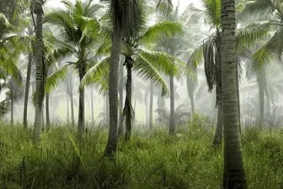 Nature