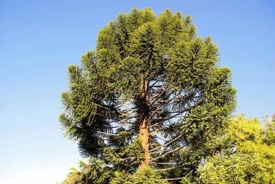 פאזל של Nature