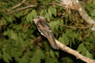 Nyctibius