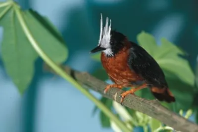 Pigliaformiche facciabianca