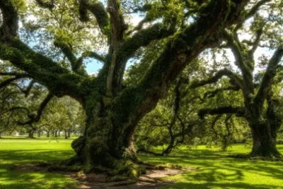 Nature