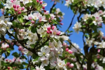 Nature jigsaw puzzle