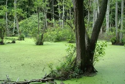 Nature