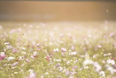 Nature jigsaw puzzle