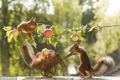 פאזל של Squirrels