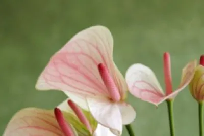 Anthurium