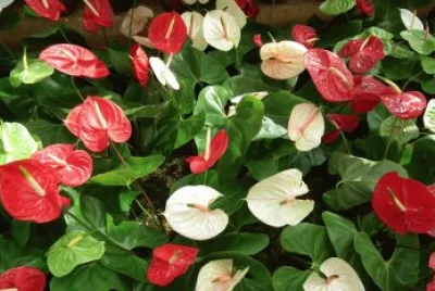 Anthurium
