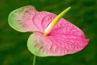 Anthurium