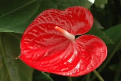 Anthurium