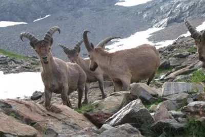 Stambecco del caucaso