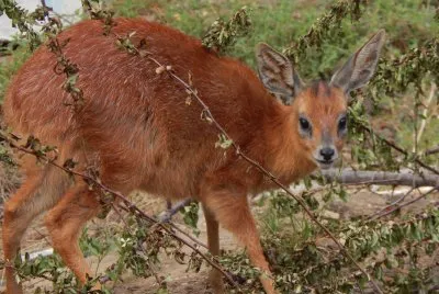 Antilope del capo