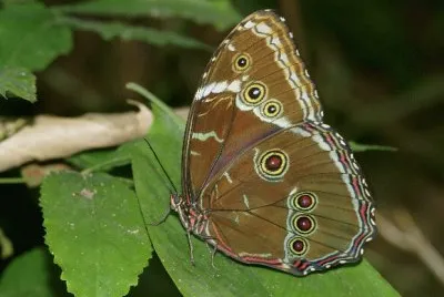 Morpho eleonor