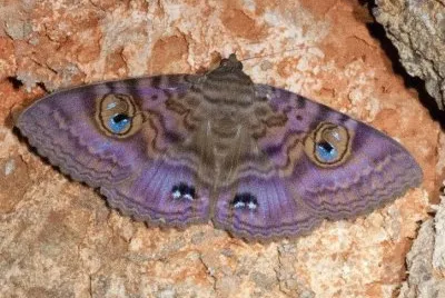 Erebidae