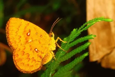 Callidula