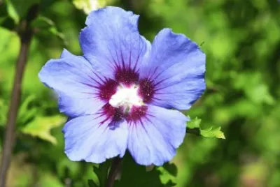 Nature