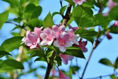 Nature jigsaw puzzle