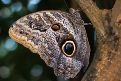 Carigo eurilochus