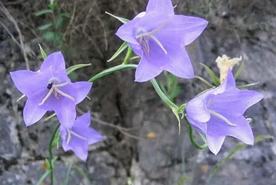 Campanules
