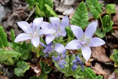 Campanules