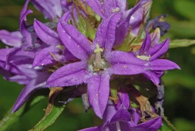 Campanules