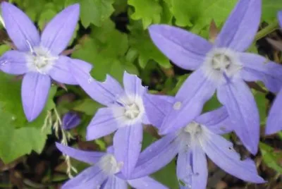 Campanules