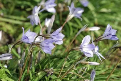 Campanules