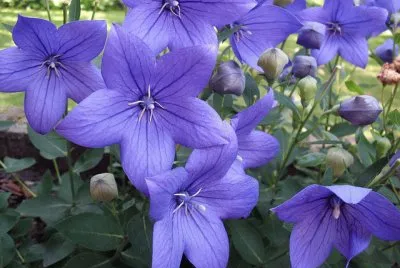 Campanules