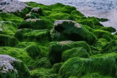 Nature jigsaw puzzle
