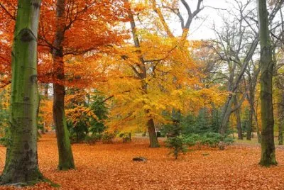 Nature