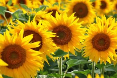 tournesol