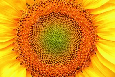tournesol