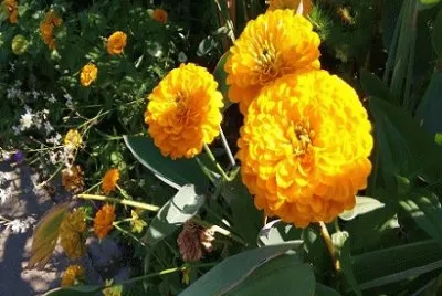 fleurs