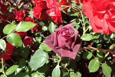 roses