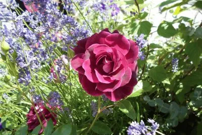 roses 2 jigsaw puzzle