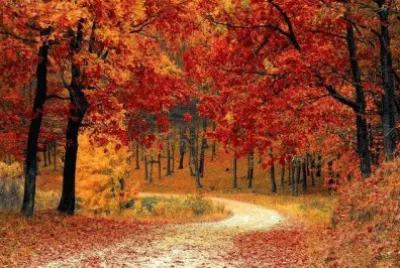 bosque