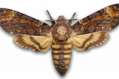 CARACTERISTICAS