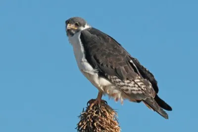 Poiana augure