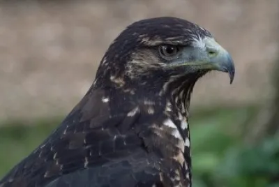 Poiana aquila nera