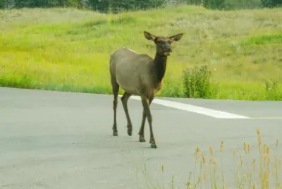 Wapiti on the Road