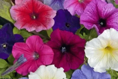 petunia