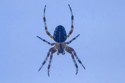 פאזל של Spider