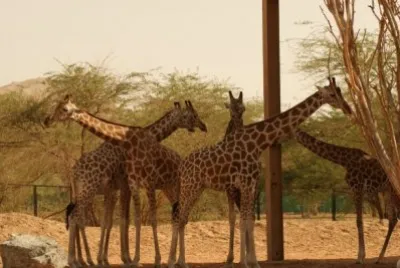 Giraffa nubiana jigsaw puzzle