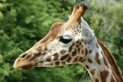 Giraffa ugandese jigsaw puzzle