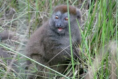 Apalemure grigio