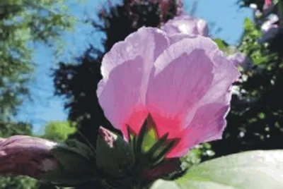Pink flower