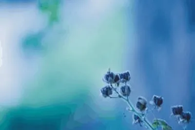 Blue flower jigsaw puzzle