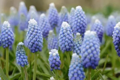 Muscari